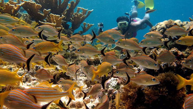 Fauna Coralina Snorkelling Activity - Foto 2