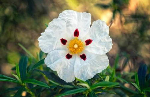 PUEBLO ENCANTO, Apartamento Rural - Foto 6