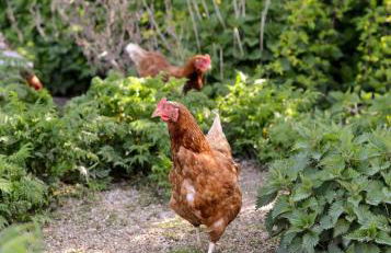 Schönes Ferienhaus mit Garten & Mid Century Möbeln in Strand nähe Avendorf - Foto 19