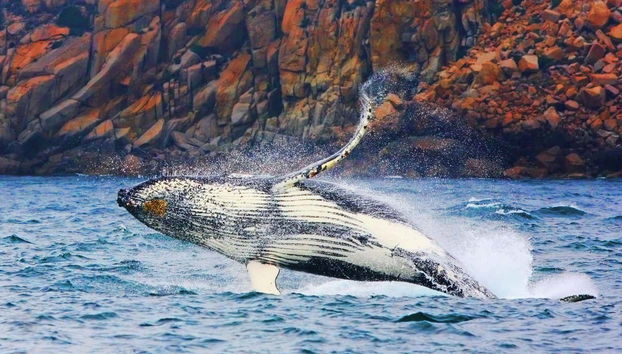 Balade en bateau dans la péninsule de Freycinet et la baie de Wineglass - Photo 3