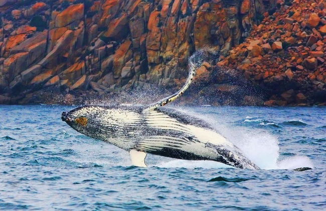 Balade en bateau dans la péninsule de Freycinet et la baie de Wineglass - Photo 3