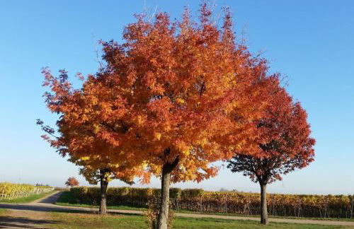 Raquet 2 Comfortable holiday residence - Foto 23