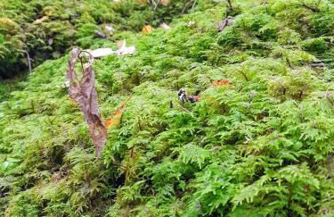 Magnifique studio au pied du télécabine d'Arrondaz et des pistes de ski - Foto 23
