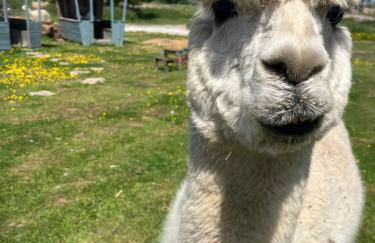 Apple Blues Farm - Foto 29