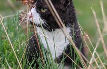 Ferienwohnung Schwalbennest - Foto 61