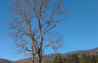 Bieszczadzka Ostoja - całoroczne domy na wynajem w Kalnicy - Foto 50