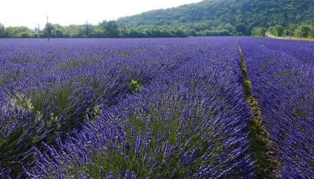 Bel appartement avec jardin - Foto 2