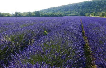 Bel appartement avec jardin - Foto 2