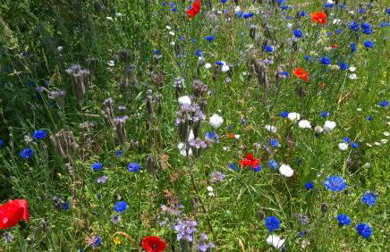 Sud Bretagne Concarneau Tregunc Pont-avenTyruzall - Foto 32