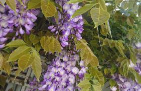 Schöne EinliegerWhg (74m²) in Villa mit Traumlage - Foto 52