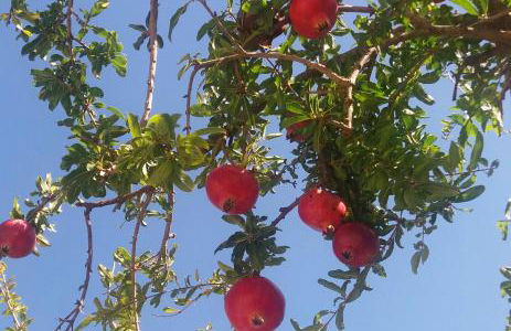 Onirozo Koroni Private Villa - Photo 51