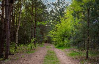 Sosnowy Raj domki nad rzeką Wkrą - Foto 58