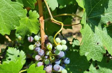 Fornace del Conte - Foto 49