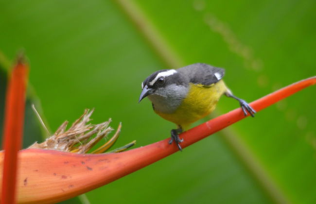 Casa Vida Verde - Foto 36