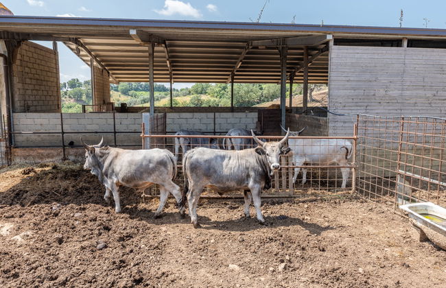 2 bedroom House in Cinigiano with private pool and garden - Photo 49