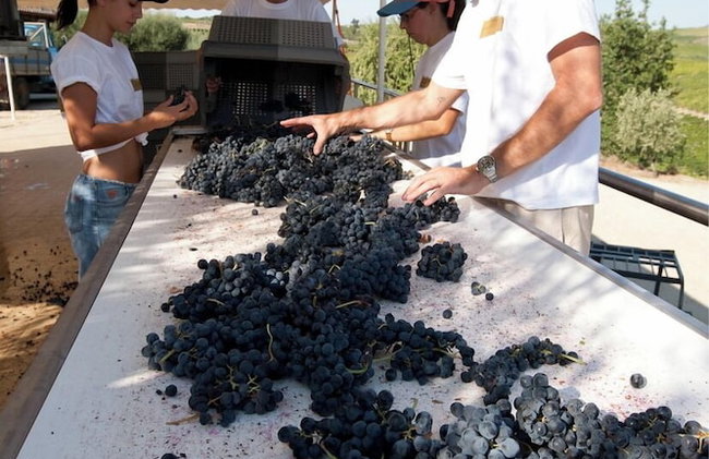 QUINTA DA FAISCA - Agro Turismo - Foto 23