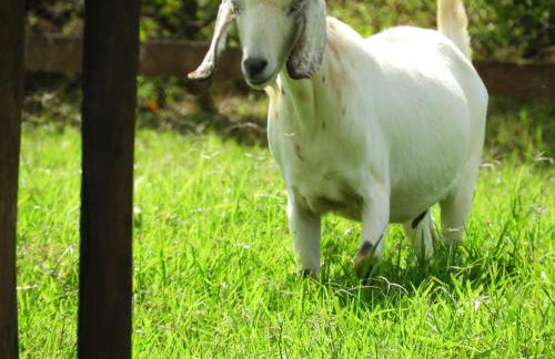 Hotel Fazenda Areia que Canta - Foto 10