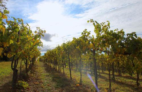 AMAZING LANGHE AND MONFERRATO | House with garden - Foto 43