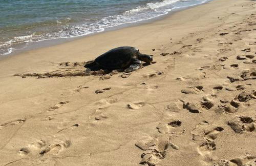 Aloha Beach Retreat, Ocean Front With AC - Foto 34