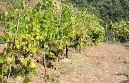 Quinta Das Escomoeiras - Foto 41