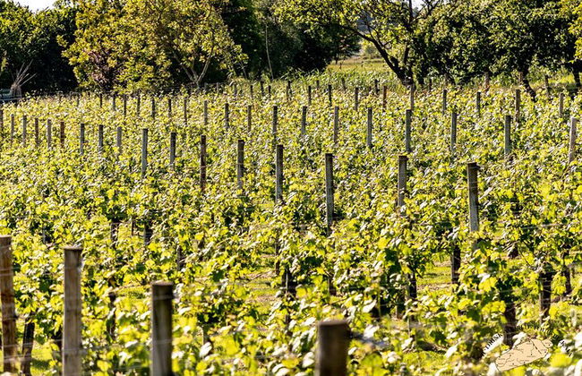 Visita privada al viñedo vasco : Cata de vinos Txakoli desde Bilbao - Foto 8
