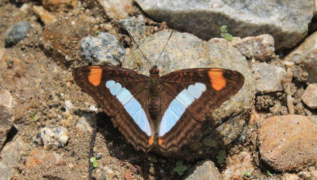 Admire the butterflies of Entreaguas