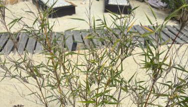 Ferienwohnung Sorpesee - Foto 1