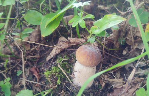 Domek na Skarpie nr 2 Łutynowo - Foto 16