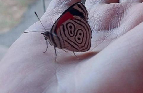 Chale da Montanha Capivari - Foto 65