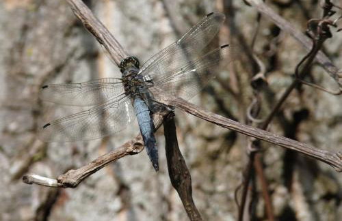 Le Ponton des Sympetrums - Foto 27