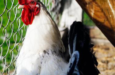 Siedlisko Słoneczny Jar - Foto 33