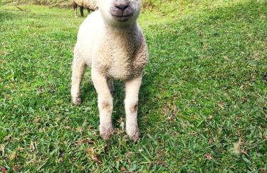 Pousada Colina dos Ventos - Cabana Fortaleza! - Photo 14