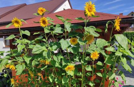 Apartament Kristel Zator - Foto 24