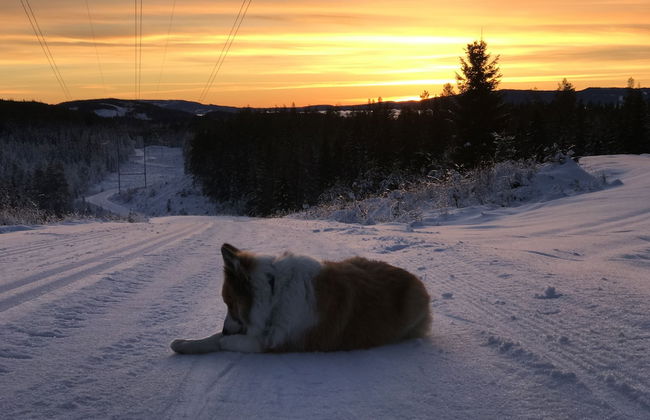 Villa Fjara - Foto 23