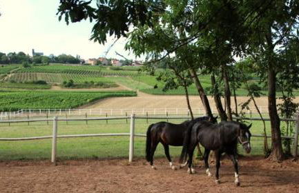 Ferienwohnung im schönen Zellertal - Foto 25