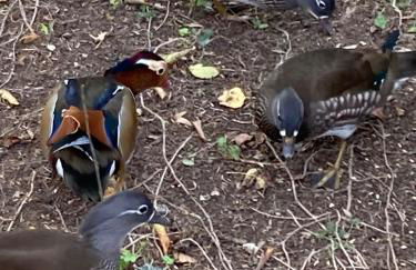 Gite de Claire Fontaine avec vue sur Monflanquin - Foto 22