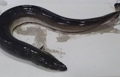 Bomboniera - Foto 37