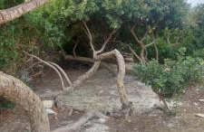 Nenita Home - Foto 10