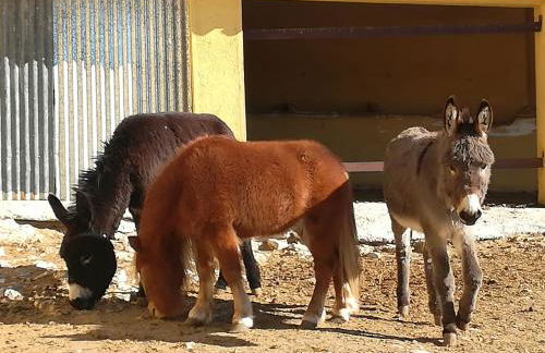 CASERIO INAZARES - CASAS DE MONTAÑA CON CHIMENEA Y NIEVe - Foto 63