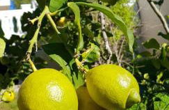 Villa Valérie - Photo 14