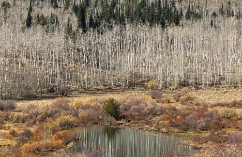 Whistle Pig Retreat at 22 West Cabins and Recreation - Foto 55