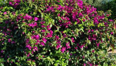 L'ortu di Quaprice - Foto 4, Garden