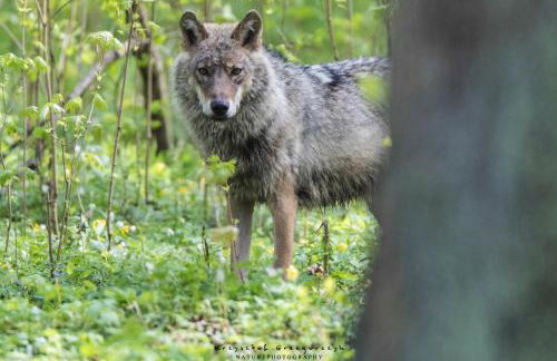 Żurawie gniazdo, elegancki zakątek w Puszczy Białowieskiej - Foto 36