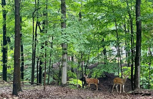 Log Cabin - Natures Oasis - Fire Pit & Gazebo - Foto 54