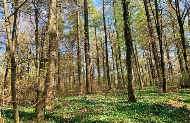 Tranquil Escape in Hallschlag - Photo 31