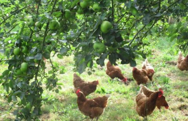 2 Bed Wisteria Cottage- Ballyconnell-pet Friendly - Foto 15