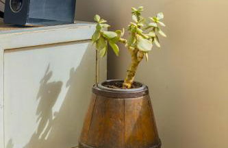 Mar de Sal - Foto 18