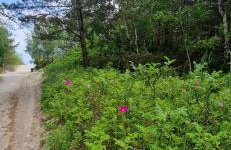 Apartamenty Rogowo Pearl z prywatną sauną lub tarasem na dachu - Foto 44