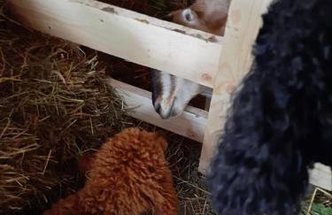 Osada Jelonki Wielka Puszcza - Foto 73