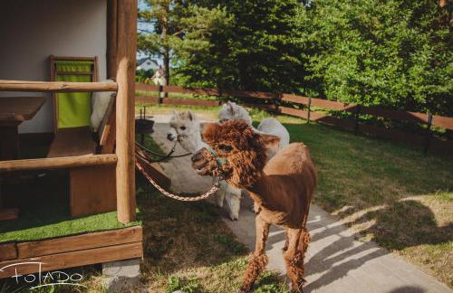 Agroturystyka Zagroda Alpaka - Foto 30